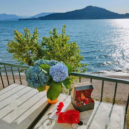 Scarlet Flower - Maggiore *