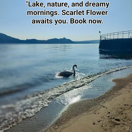 Apartment Scarlet Flower - Maggiore