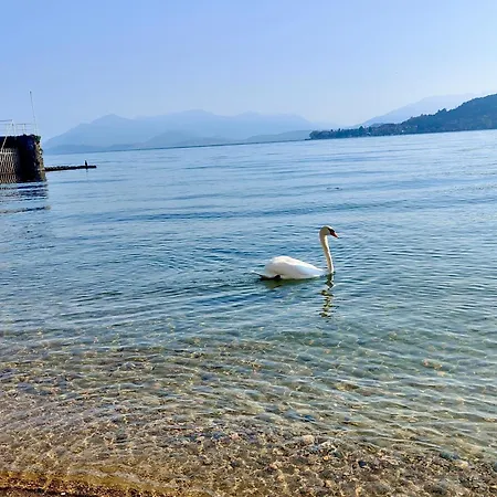 Scarlet Flower - Maggiore Daire *